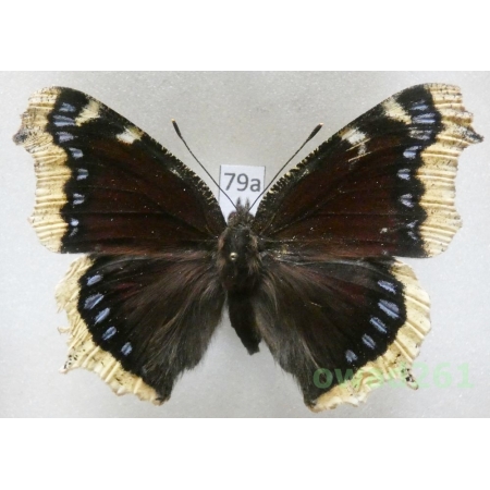 Nymphalis antiopa (Linnaeus, 1758) Czech79a